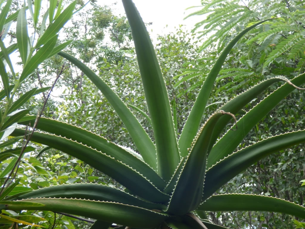 aloes aloes