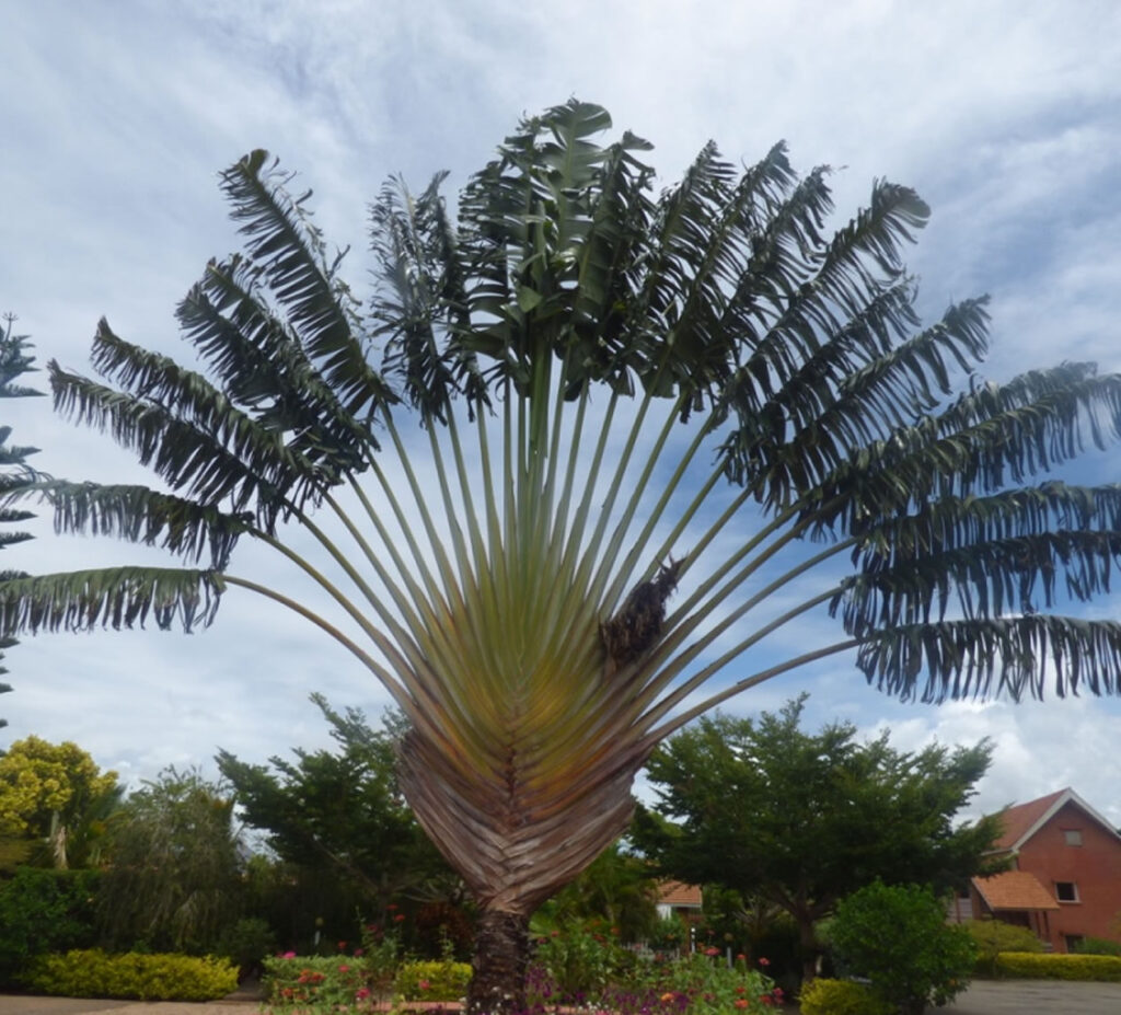ravinala aloes